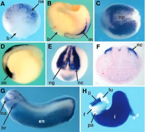 Fig. 3. Developmental there is strong endodermal expression (en). of foregut and pancreas