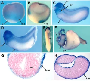 Fig. 4. rounded by cells expressing indicates early ventral blood island expression (VBI).the top