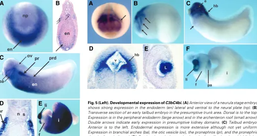 Fig. 6 (Right). Developmental expression of Properdin. Anterior is to the left and dorsal to the top unless otherwise specified