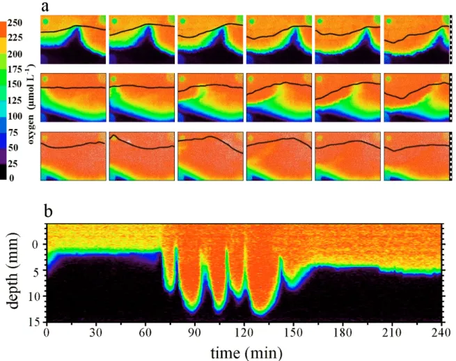 Figure  6:  a)  Time-series  of  images  of  oxygen  distributions:  Upper  panel:  under  a  slowly migrating ripple with a fully developed mobile upwelling zone (image interval: 1 min; experiment 6)
