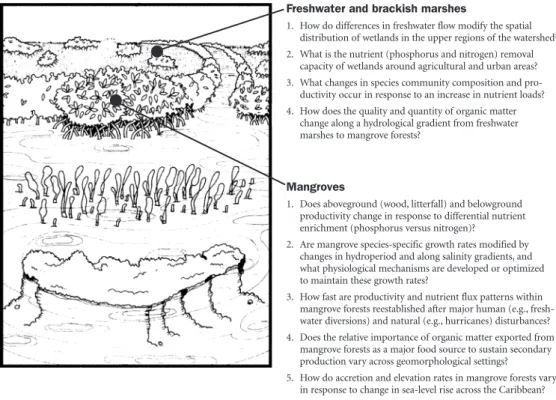 Figure 5. Proposed research questions along an  upstream-downstream salinity gradient  encom-passing marshes, mangroves, sea grasses, and  coral reefs