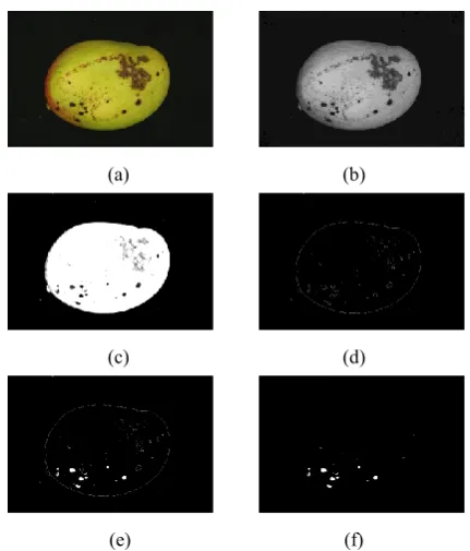 Figure 4:  Results. (a) Original Image (b) Grey-scale Image (c) Binary Image (d) Edge Detection (e) Contour Filling (f) Filtered Image