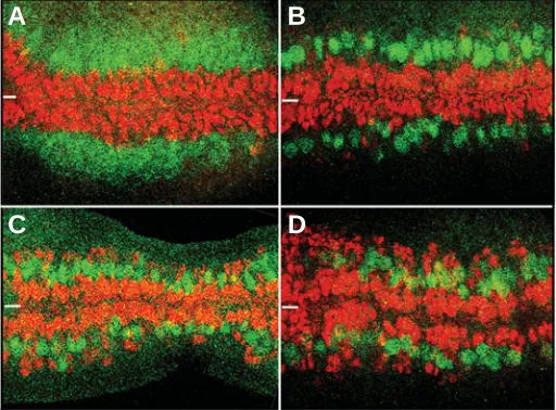 Fig. 2. Mutually-exclusive expression of vnd (red) and ind (green) in