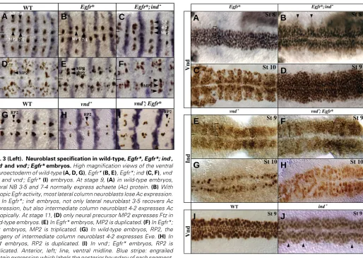 Fig. 3 (Left).  Neuroblast specification in wild-type, Egfr*, Egfr*; ind-vndectopically