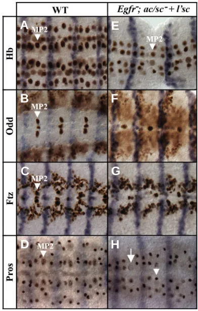 Fig. 5 MP2 formation and specification in wild-type embryos and inembryos that are mutant for Egfr and have l’sc expression replacesac/sc expression in MP2 (Egfr(arrowhead)