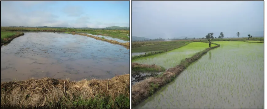 Figure 7. Demarcation of rice fields with grass and bamboos to prevent water from  entering the farms