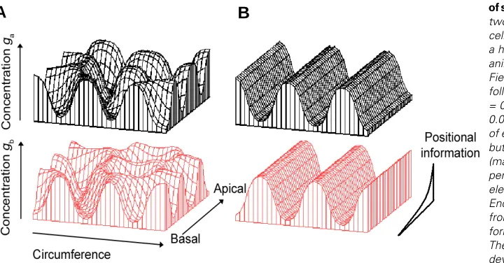Fig. 5.  Formation of compartment in the form concentration, equally sized stripes ofThe technical basis of this simulation has beenField size: formation of gastric pouches separated by septa.from the apical to the basal body end, causing theanimal virtual