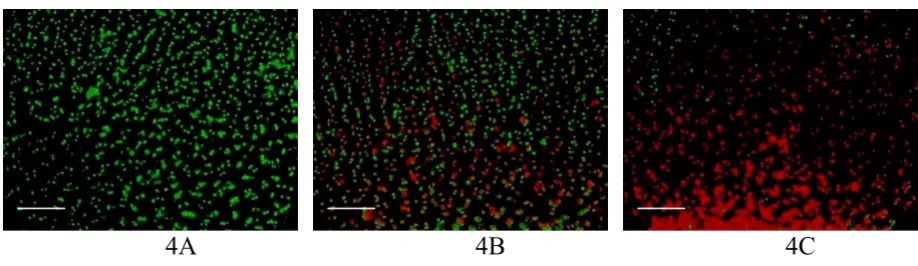 Figure 4Computer generated images after processing by the computer program as a result of the application of the algorithm to the images in Figure 3