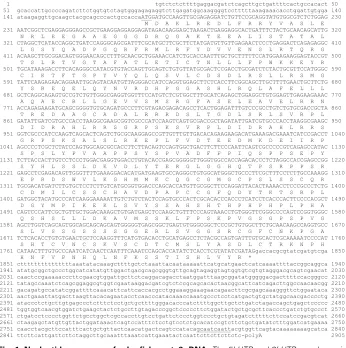 Fig. 1. Nucleotide sequence of zebrafish spata2 cDNA. The 5’-UTR and 3’-UTR are shown incodon is asterisked