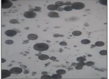 Fig. 13: Photomicroscopic image (10X magnification) of 