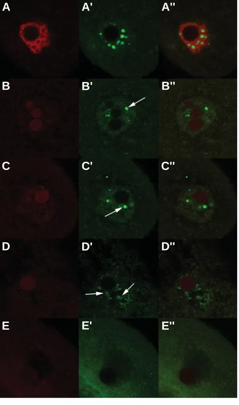 Fig. S3. Immunodetection of Mcm2 in fully-grown oocytes treated withMcm2 protein forms irregular patches dispersed in the nucleus; see arrows(D’)