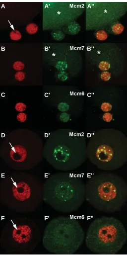 Fig. 1. Immunolocalization of insoluble Mcm2, Mcm7 and Mcm6 inthe nuclei of resting and growing ovarian oocytes.as distinct fluorescent spots cated by asterIsks