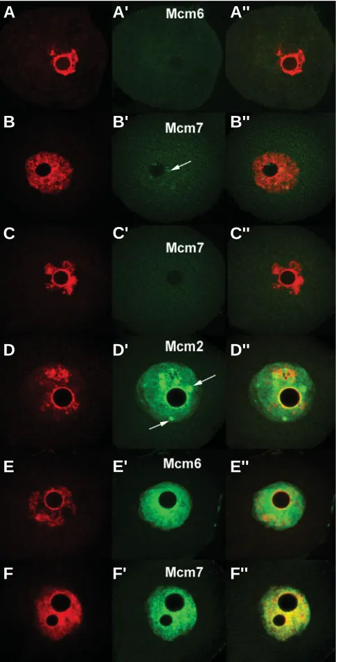 Fig. 4. Distribution of insoluble and total Mcm6 and Mcm7 proteinsand Mcm2 total protein in the nuclei of fully-grown ovarian oocytes.fully-grown oocytes are colored in green