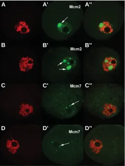 Fig. 5. Distribution of insoluble form of Mcm2 and Mcm7 in oocytesobtained from 12-days old females and cultured for 20 h in theand Mcm7 proteins are colored in green
