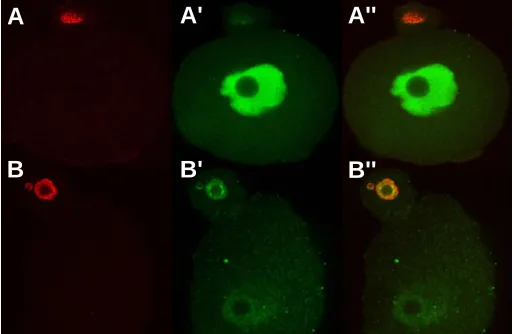Fig. 8. DNA replication and distribution of soluble and insolubleMcm2 protein in G2 phase of parthenogenetic one-cell embryos.In late G2 (18 hours after activation), only the nucleus of the 2pronucleus but is almost absent in the pronucleus continues repli