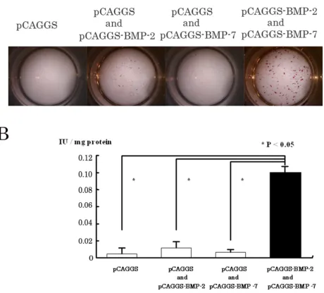 Figure 2Simultaneous gene transfer with BMP-2 and BMP-7 in vitroSimultaneous gene transfer with BMP-2 and BMP-7 in vitro