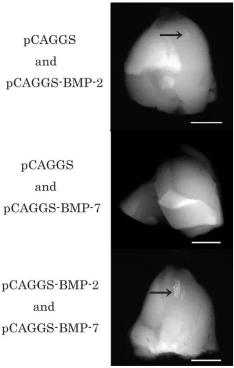 Figure 4in vivo gene transfer with pCAGGS and pCAGGS-BMP-2, pCAGGS and pCAGGS-BMP-7, or pCAGGS-BMP-2 and pCAGGS-BMP-7