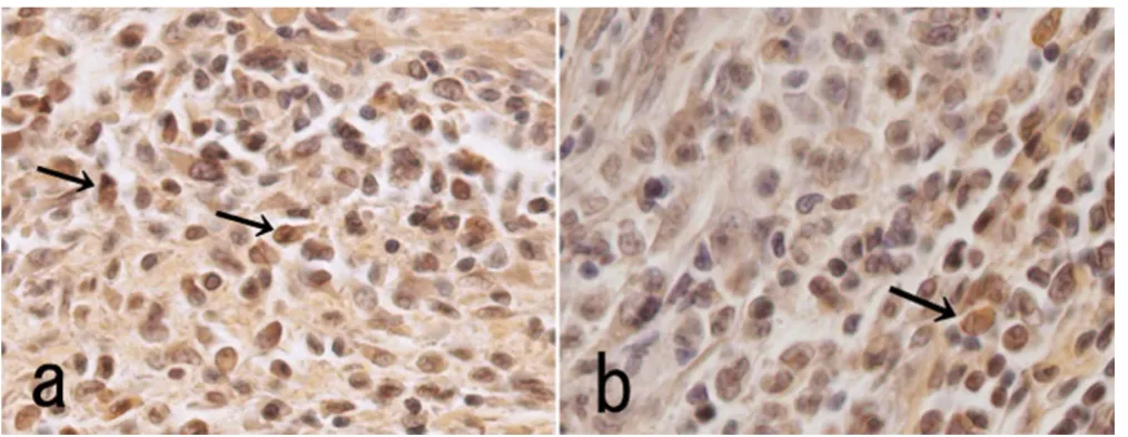 Figure 6Rat BMP-4 expression after gene transfer with BMP-2, BMP-7, or BMP-2 and BMP-7Rat BMP-4 expression after gene transfer with BMP-2, BMP-7, or BMP-2 and BMP-7