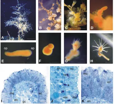 Fig. 1. Eudendrium racemosum colonies, stages of development and histology.(A) 2 cm, (B,C) 2 mm, (D) 250 endoderm; gc, gastral cavity; mc, mucus cell; me, mesoglea.; ne, nematocyst; op, oral pole