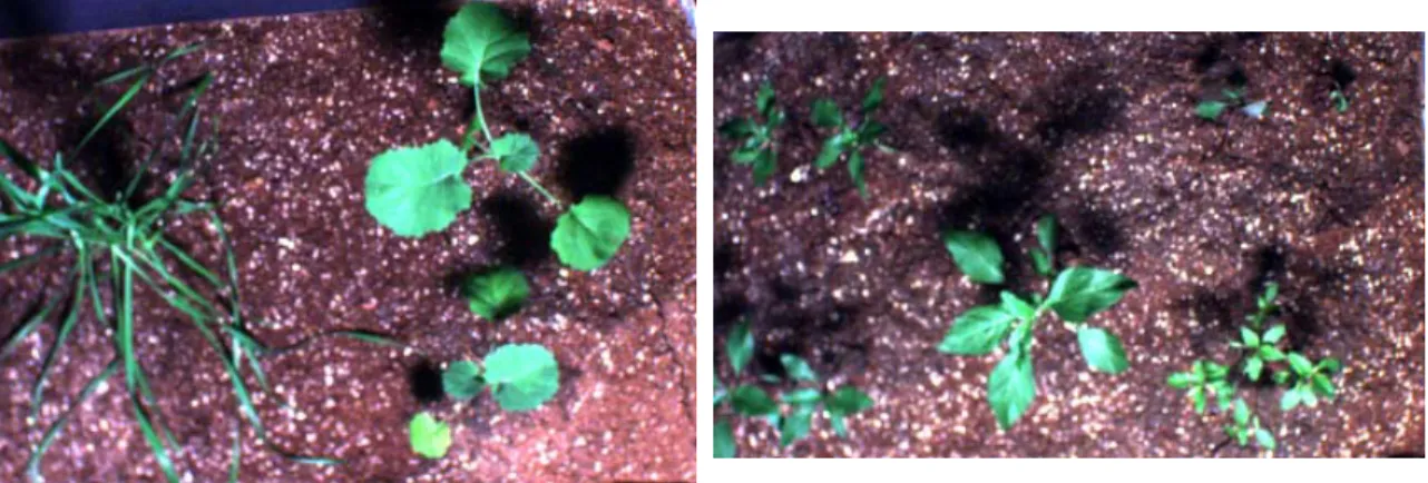 Figure 4.1 Laboratory acquired WHT and CAN (left) and RRP (right) image data used  for testing segmentation procedures