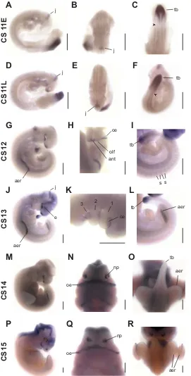 Fig. 2. Analysis of Fgf8 expression during Carollia development by