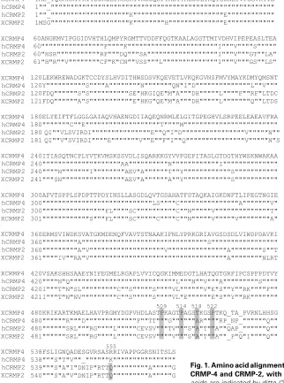 Fig. 1. Amino acid alignment of the predicted open reading frame (ORF) of Xenopus