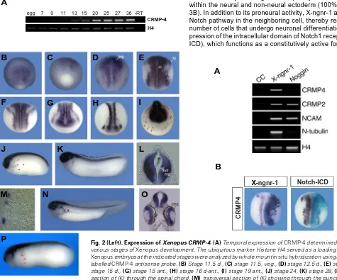 Fig. 2 (Left). Expression of Xenopus CRMP-4. (A) Temporal expression of CRMP-4 determined by RT-PCR at