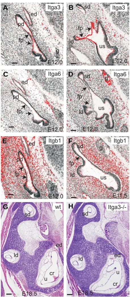 Fig. 2. Integrin subunits in the inner ear. RNA µfusion plate areas where genotypes. Plane of sections is as in Fig