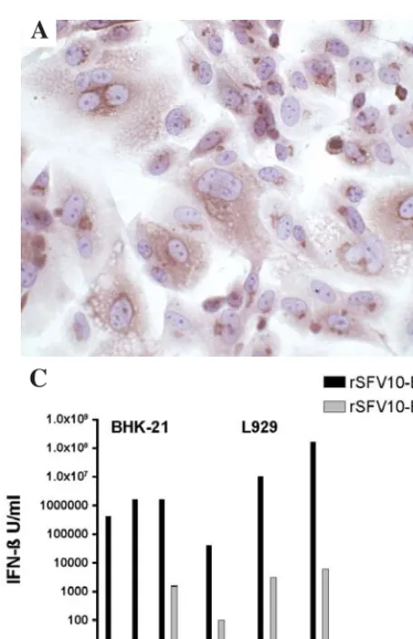 Figure 1. Expression of IFN-ß from the rSFV10-E-IFN-ß vector in BHK-21and L929 cells. BHK-21 cells were electroporated with RNA in vitrotranscribed from linearised rSFV10-E-IFN-ß particle vector (A) and PBS (B).Cells were fixed and stained for the presence