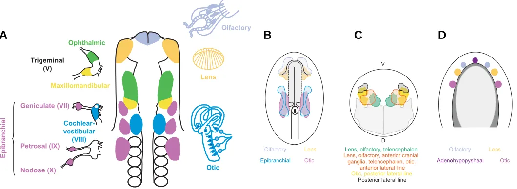 Fig. 1. Position of sensory placodes at the 10-somite and fate maps at late gastrula and neural plate stages