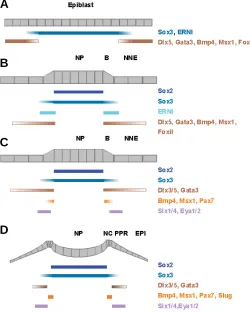 Fig. 2. Changes in gene expression from gastrula to early somite