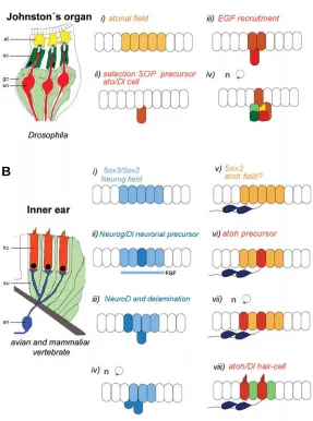 Fig. 1. Steps of proneural gene activation in vertebrate and invertebratesensory organs