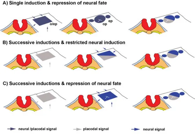 Fig. 2. Proposed models for neural induction in the otic/epibranchial field. Dorsal views ofthe cranial ectoderm at the level of the hindbrain