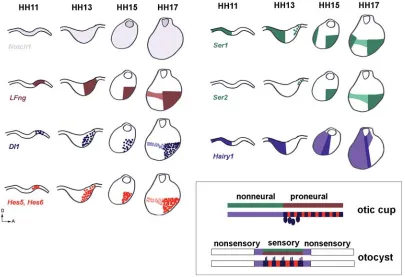 Fig. 3. Schematic lateral views of developing chick inner ears from otic placode (HH11) to otic vesicle stage (HH17) with expression profilesof members of the Notch pathway