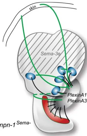 Fig. 5. Evidence for a Semaphorin-mediated stop signal in the dorsal