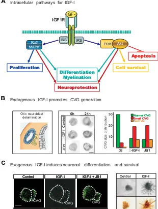 Fig. 2. IGF-I and neurogenesis: intracellular pathwaysand their implications in CVG generation, proliferation,neuronal differentiation and survival of otic neuroblasts.