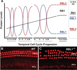 Fig. 2. Hypothetical relative expression of pRB family of