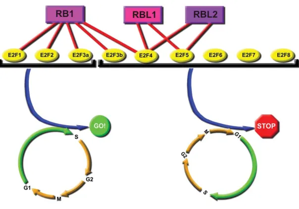 Fig. 3. Interaction of the pRBs with the E2F family of transcription factors makeup one of the major features distinguishing the three pocket proteins from eachremaining E2Fs form transcriptional repressor complexes in a pocket protein indepen-E2F5s and ar