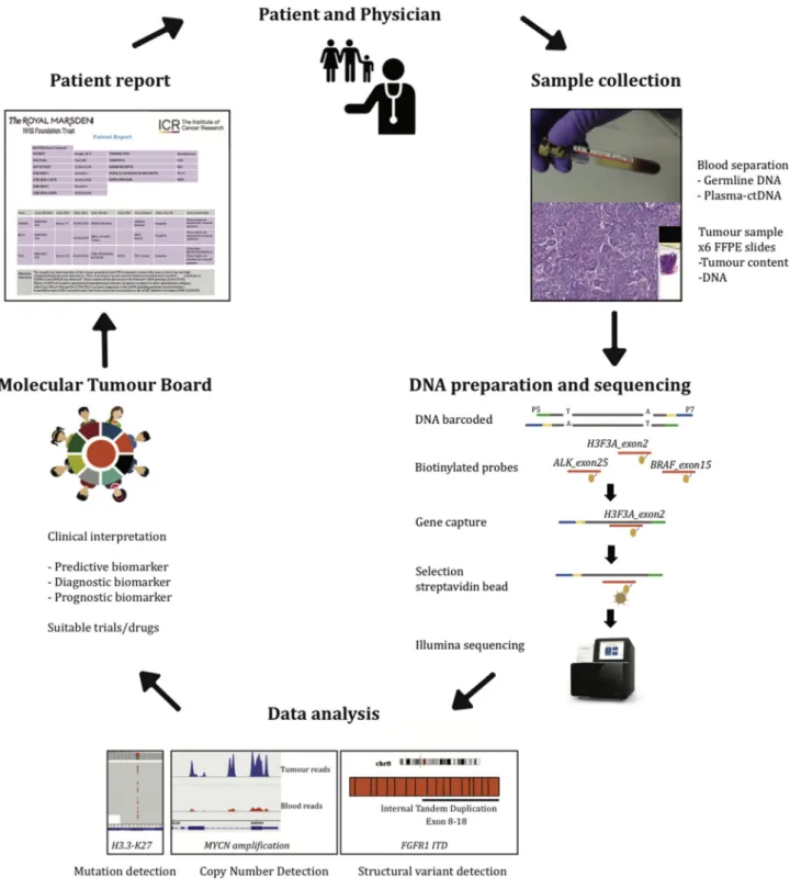 Fig. 1. Study overview. After obtaining informed consent, tumour and blood samples were collected