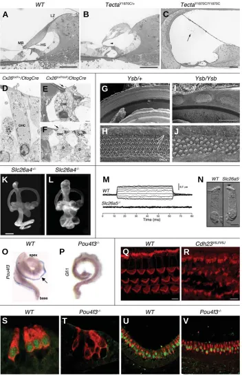 Fig. 2. Examples of assays which have been