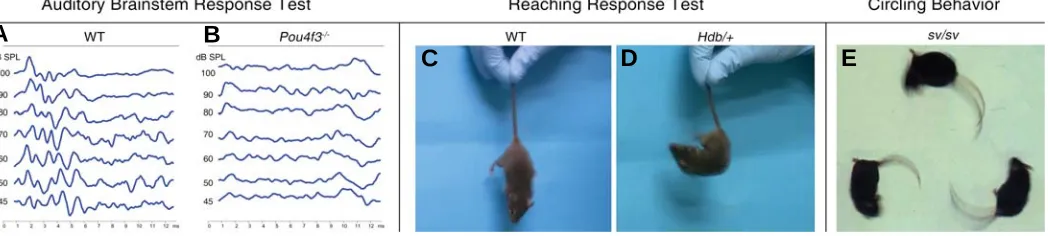 Fig. 3. Common behavioral tests for measuring and observing auditory and vestibular dysfunctions in mouse models