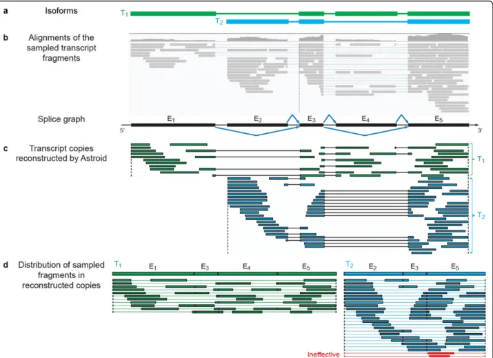Figure 1 Reconstruction of effective transcript copies by Astroid. (a) The two isoforms from which transcript fragments are randomly sampled