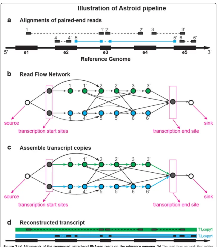 Figure 2 (a) Alignments of the sequenced paired-end RNA-seq reads on the reference genome