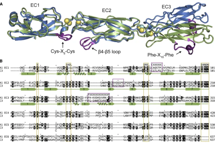 Figure 1. Sequence and Structural Properties of Clustered Pcdhs