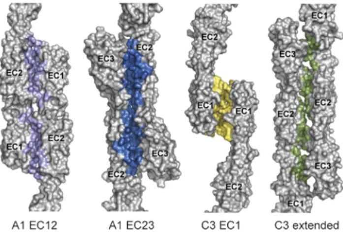 Figure 2. Observed Antiparallel Dimeric Interfaces in the A1 and C3 Crystal Lattices