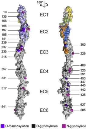 Figure 5. Predicted Clustered Pcdh Glycosylation Sites Largely Do Not Overlap with the Identified Antiparallel Interfaces