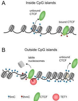 Figure 7. Model rationalizing the linkages between 5mC, 5hmC, TET1-, and CTCF-binding with nucleosome positioning inside and  out-side of CpG islands