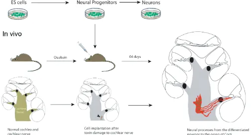 Fig. 2. Transplantation of neural progenitors derived from ES cells into the cochlea. When stem cell derived neural progenitors are injected intocells can be identified by endogenous EYFP and processes extending from these cells can be followed both apical