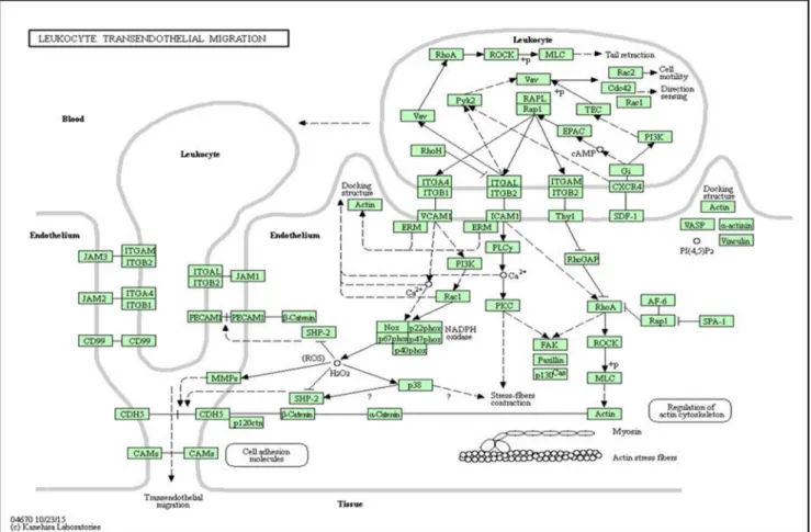 Fig. 1. Biological pathway of Leukocyte Transendothelial Migration (KEGG PATHWAY, 2017).