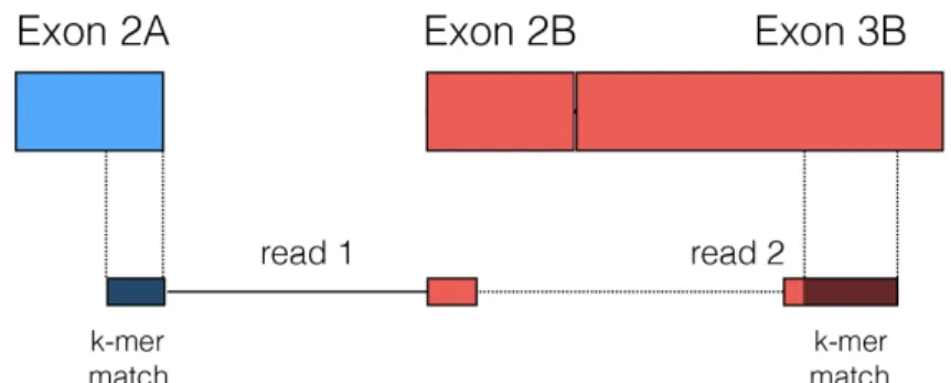 Figure 4: A read can be split-aligned between the two fusion transcripts. 